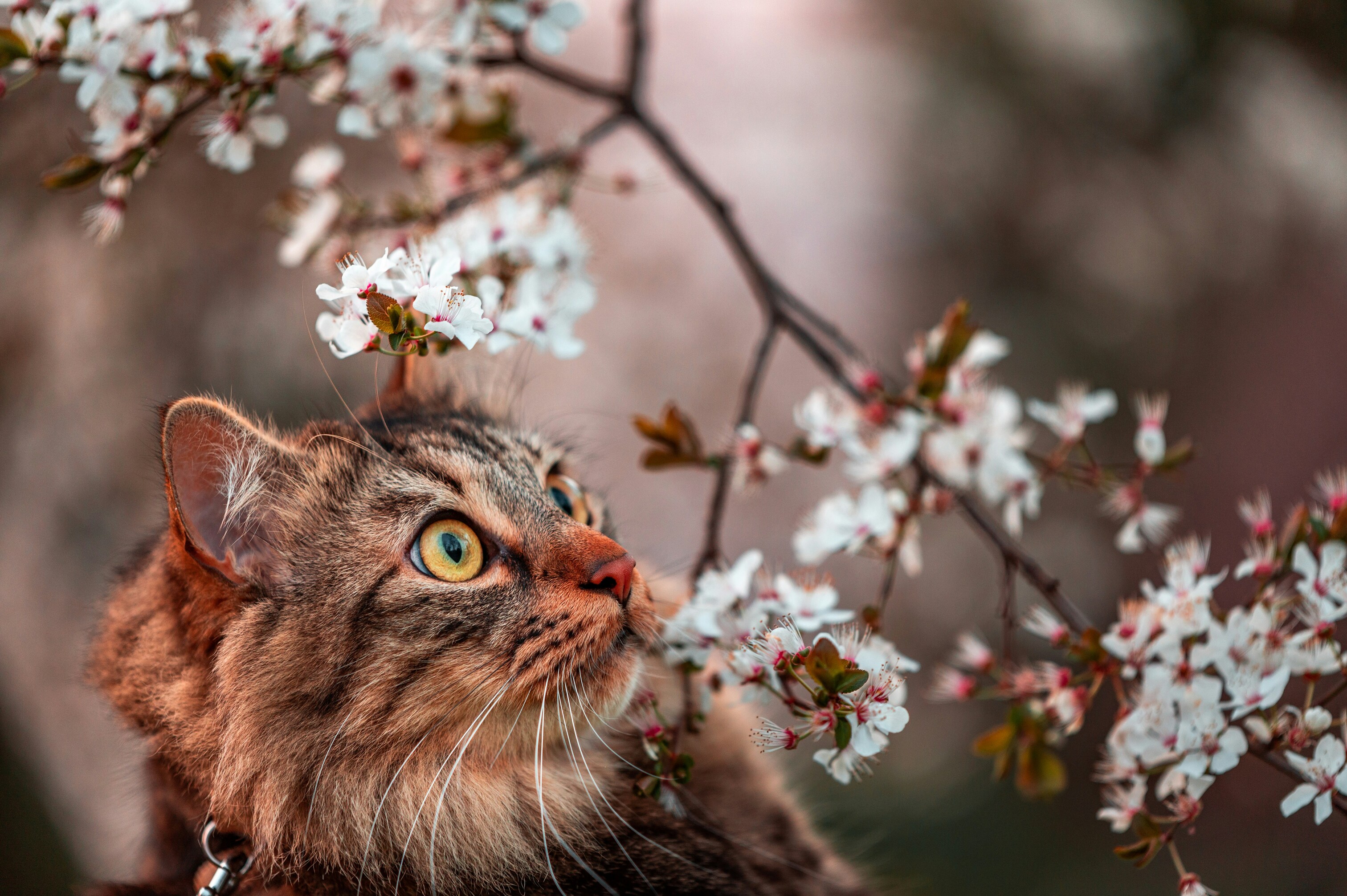 Chat à poil long dans un cerisier en fleur