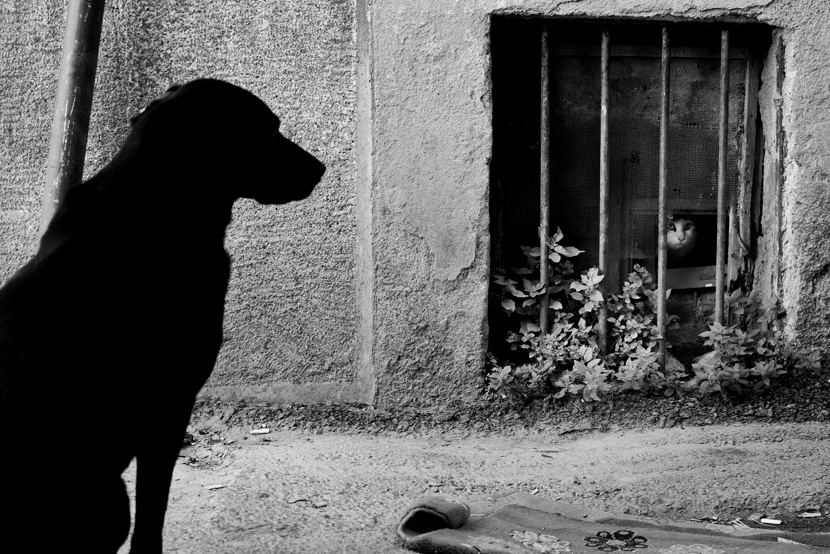 Photo en noir et blanc d'un chien regardant un chat derrière des barreaux