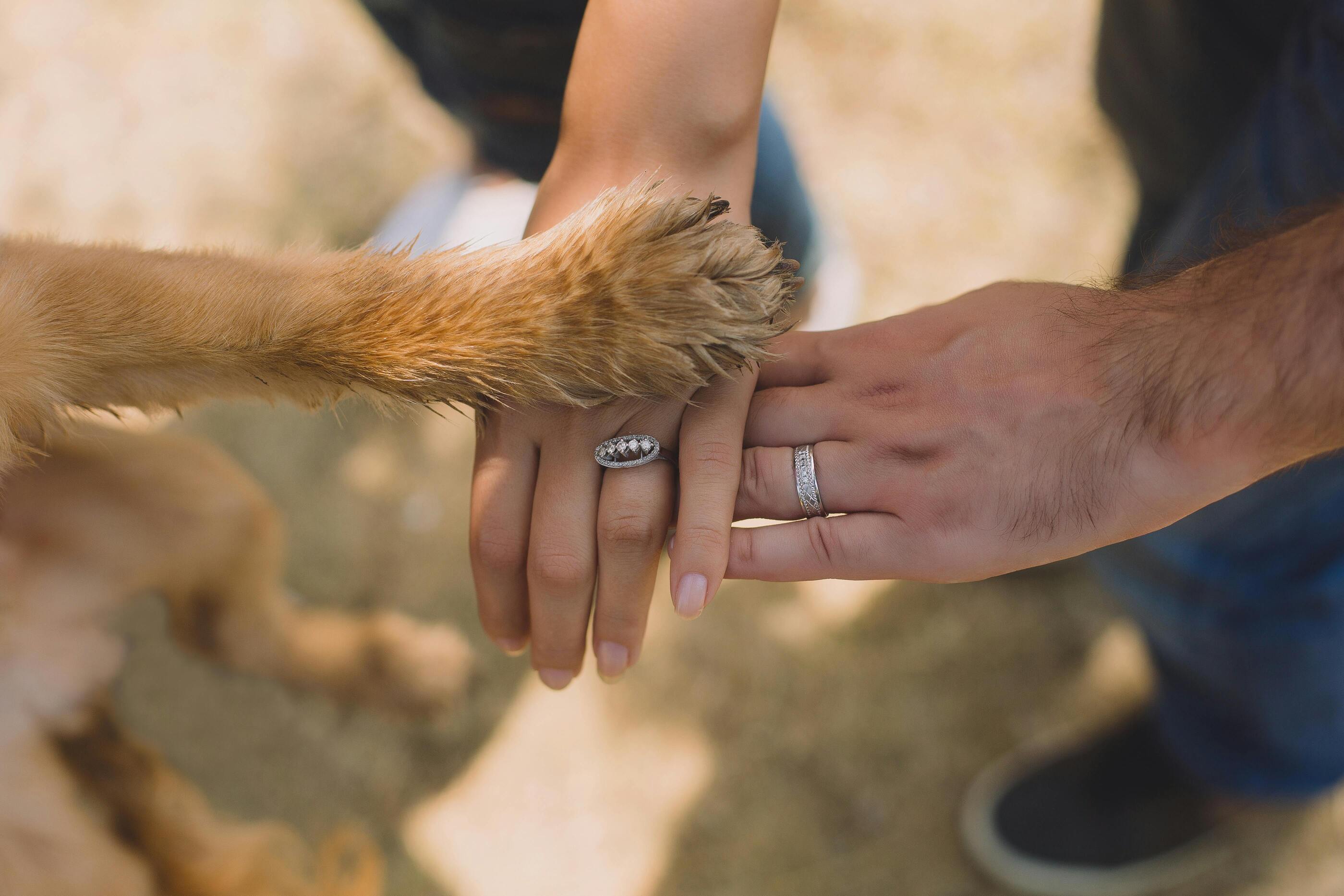 Les mains d'un couple marié s'empilant avec une patte de chien au dessus de leurs mains