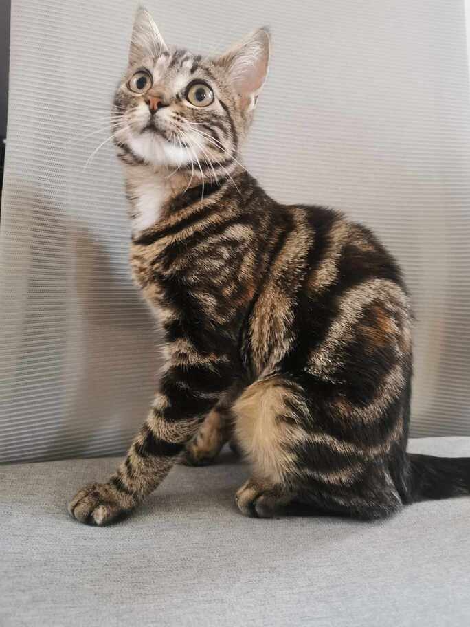 Loony, chatte européenne