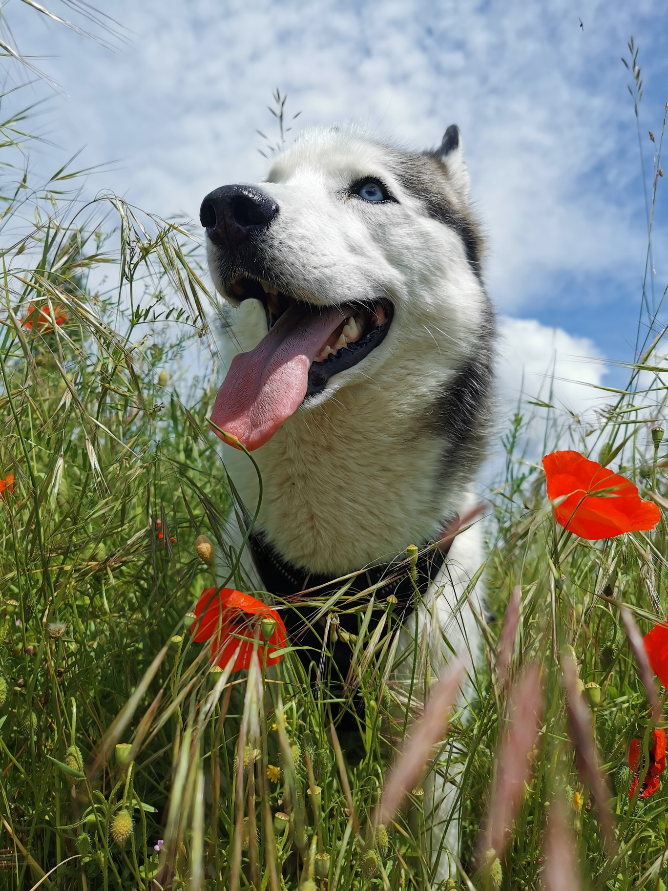 Naiko, husky sibérien