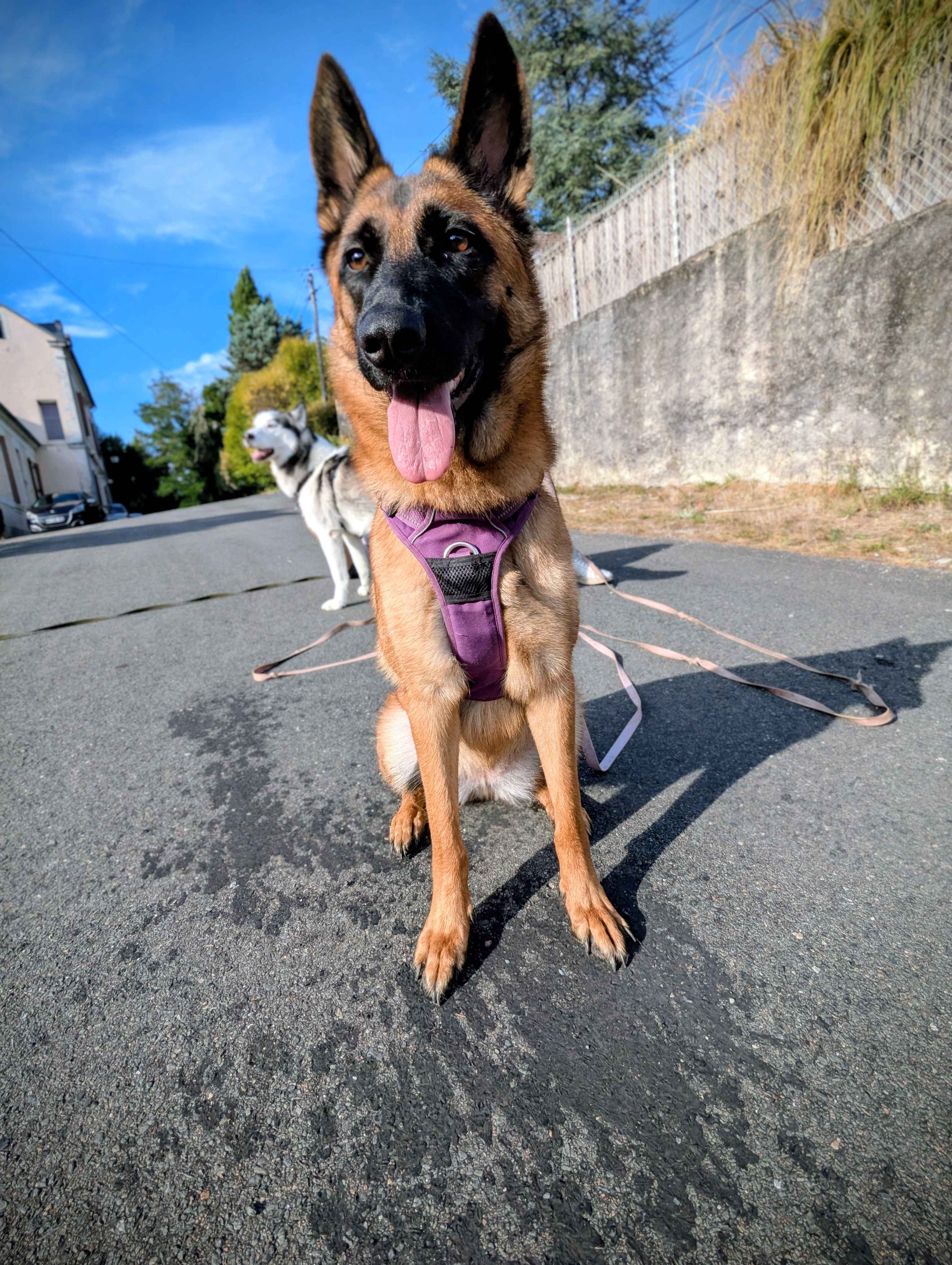 Ziha, Malinoise croisée berger Allemand